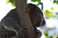 Featherdale Wildlife Park (6)