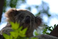 Featherdale Wildlife Park (8)