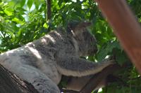 Featherdale Wildlife Park (9)