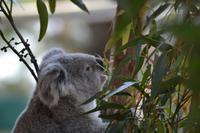 Featherdale Wildlife Park (10)