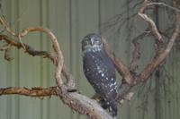 Featherdale Wildlife Park (13)