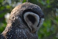 Featherdale Wildlife Park (14)