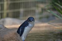Featherdale Wildlife Park (16)
