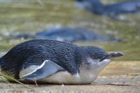 Featherdale Wildlife Park (18)