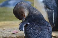 Featherdale Wildlife Park (19)