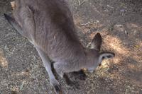 Featherdale Wildlife Park (35)