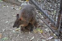 Featherdale Wildlife Park (38)