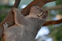 Featherdale Wildlife Park (42)