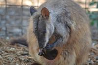 Featherdale Wildlife Park (44)