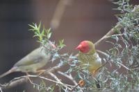 Featherdale Wildlife Park (47)