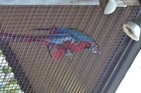 Featherdale Wildlife Park (48)