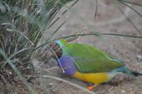 Featherdale Wildlife Park (49)