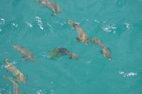 Great Barrier Reef (1)