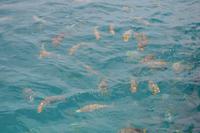 Great Barrier Reef (7)