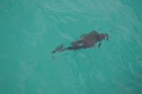 Great Barrier Reef (8)