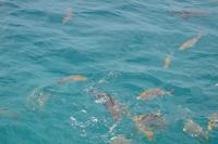 Great Barrier Reef (9)