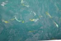 Great Barrier Reef (10)