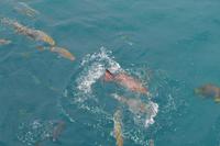 Great Barrier Reef (12)