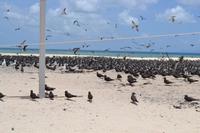 Great Barrier Reef (15)