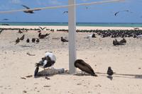 Great Barrier Reef (16)