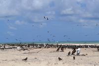 Great Barrier Reef (17)