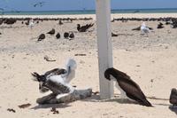 Great Barrier Reef (20)