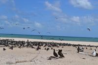 Great Barrier Reef (23)