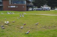 Great Ocean Road (10)