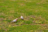 Great Ocean Road (12)