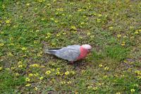 Great Ocean Road (13)