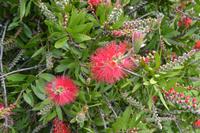 Great Ocean Road (16)