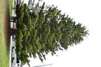 Great Ocean Road (17)