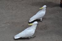 Kennett River Fotostop (2)