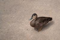 Kennett River Fotostop (6)