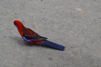 Kennett River Fotostop (7)