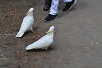 Kennett River Fotostop (8)