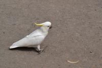 Kennett River Fotostop (10)