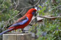 Kennett River Fotostop (11)