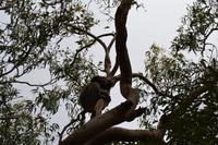 Kennett River Fotostop (12)