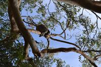 Kennett River Fotostop (15)