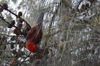 Kennett River Fotostop (16)