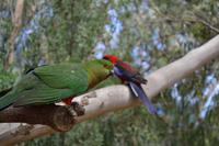 Kennett River Fotostop