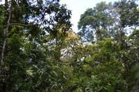 Regenwald bei Kuranda (1)