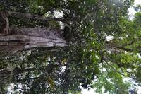 Regenwald bei Kuranda (2)