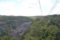 Regenwald bei Kuranda (3)