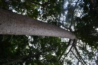 Regenwald bei Kuranda (4)