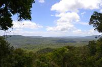 Regenwald bei Kuranda (5)