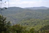 Regenwald bei Kuranda (6)