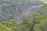 Regenwald bei Kuranda (8)