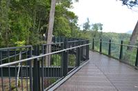 Regenwald bei Kuranda (9)